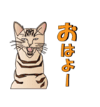 だるおも～な猫達（個別スタンプ：1）
