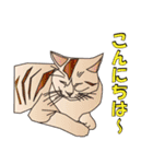 だるおも～な猫達（個別スタンプ：3）