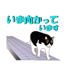 だるおも～な猫達（個別スタンプ：15）