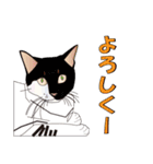 だるおも～な猫達（個別スタンプ：25）