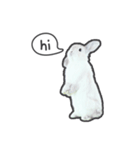 Frosty Bunnies（個別スタンプ：1）
