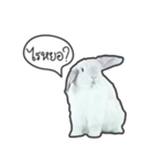 Frosty Bunnies（個別スタンプ：3）
