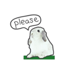 Frosty Bunnies（個別スタンプ：5）