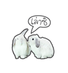 Frosty Bunnies（個別スタンプ：6）