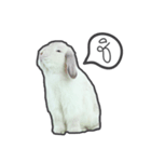 Frosty Bunnies（個別スタンプ：9）
