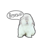 Frosty Bunnies（個別スタンプ：10）
