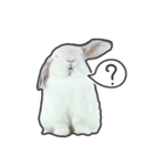 Frosty Bunnies（個別スタンプ：11）
