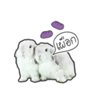 Frosty Bunnies（個別スタンプ：12）