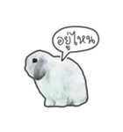 Frosty Bunnies（個別スタンプ：13）
