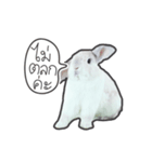 Frosty Bunnies（個別スタンプ：14）