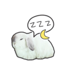 Frosty Bunnies（個別スタンプ：18）