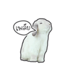Frosty Bunnies（個別スタンプ：21）