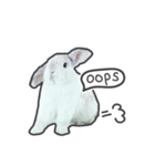 Frosty Bunnies（個別スタンプ：22）