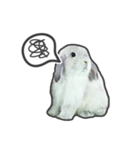Frosty Bunnies（個別スタンプ：25）
