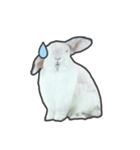 Frosty Bunnies（個別スタンプ：26）