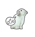 Frosty Bunnies（個別スタンプ：28）