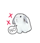 Frosty Bunnies（個別スタンプ：29）