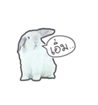 Frosty Bunnies（個別スタンプ：31）