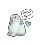 Frosty Bunnies（個別スタンプ：32）