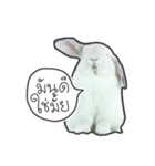 Frosty Bunnies（個別スタンプ：33）