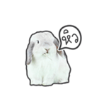 Frosty Bunnies（個別スタンプ：36）