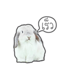 Frosty Bunnies（個別スタンプ：38）