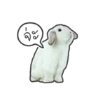 Frosty Bunnies（個別スタンプ：39）