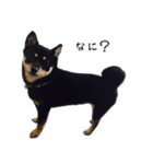 我が家の愛犬桜花ちゃん（個別スタンプ：1）