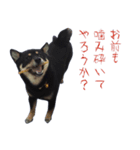 我が家の愛犬桜花ちゃん（個別スタンプ：2）