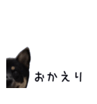 我が家の愛犬桜花ちゃん（個別スタンプ：6）