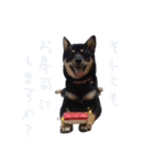 我が家の愛犬桜花ちゃん（個別スタンプ：7）