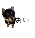 我が家の愛犬桜花ちゃん（個別スタンプ：15）