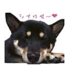 我が家の愛犬桜花ちゃん（個別スタンプ：16）
