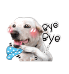 Dogs Leela(English ver.)（個別スタンプ：2）