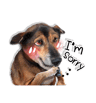 Dogs Leela(English ver.)（個別スタンプ：3）