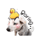 Dogs Leela(English ver.)（個別スタンプ：5）