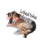 Dogs Leela(English ver.)（個別スタンプ：9）