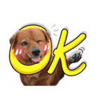 Dogs Leela(English ver.)（個別スタンプ：11）
