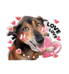 Dogs Leela(English ver.)（個別スタンプ：15）