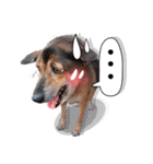 Dogs Leela(English ver.)（個別スタンプ：21）