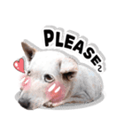 Dogs Leela(English ver.)（個別スタンプ：25）