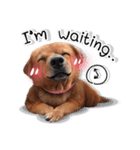 Dogs Leela(English ver.)（個別スタンプ：29）