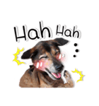 Dogs Leela(English ver.)（個別スタンプ：30）