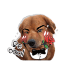 Dogs Leela(English ver.)（個別スタンプ：31）