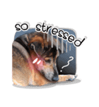 Dogs Leela(English ver.)（個別スタンプ：36）