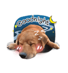 Dogs Leela(English ver.)（個別スタンプ：37）