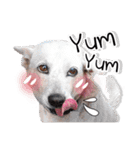 Dogs Leela(English ver.)（個別スタンプ：39）