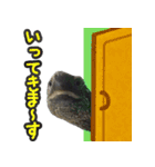 うちのカメちゃん（個別スタンプ：1）