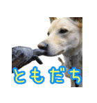 うちのカメちゃん（個別スタンプ：7）