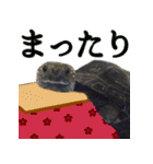 うちのカメちゃん（個別スタンプ：8）